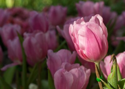 Tulipe aux rayons de soleil