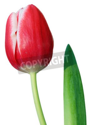 Sticker  Tulipe rouge et feuille gros plan