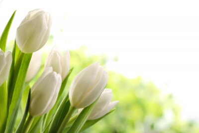 Tulipes blanches