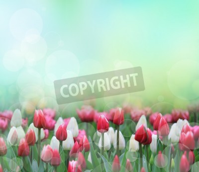 Sticker  Tulipes blanches et rouges