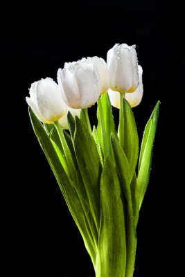 Sticker  Tulipes blanches humides sur fond noir