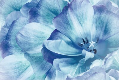 Tulipes bleues