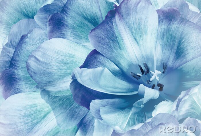 Sticker  Tulipes bleues
