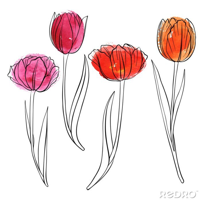 Sticker  Tulipes de printemps peintes avec une ligne noire