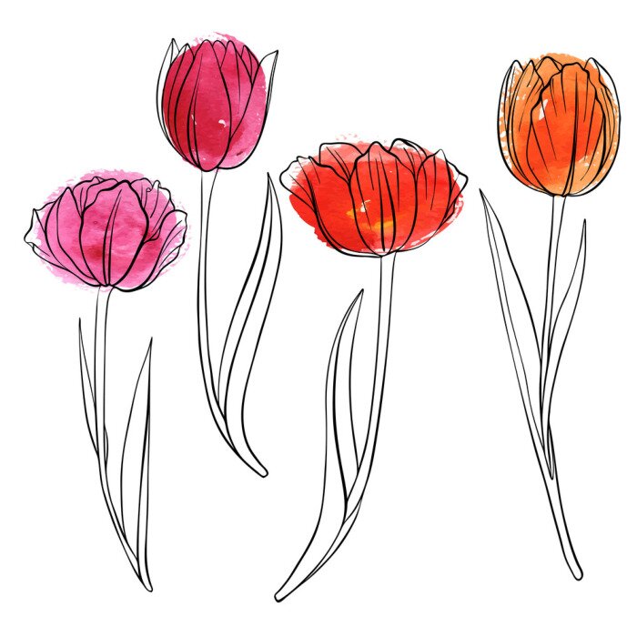 Sticker  Tulipes de printemps peintes avec une ligne noire