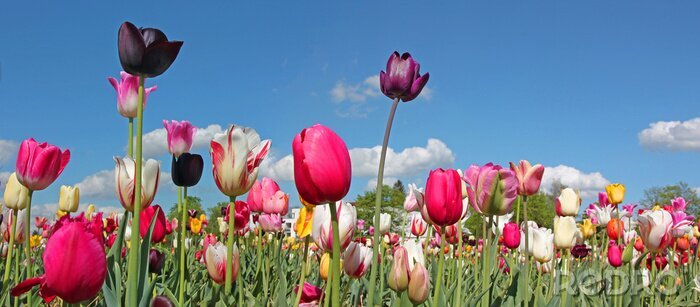 Sticker  Tulipes et ciel bleu