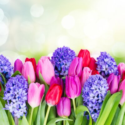 Sticker  Tulipes et jacinthes