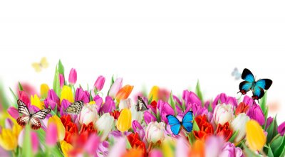 Sticker  Tulipes jaunes aux papillons