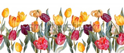 Sticker  Tulipes jaunes avec du rouge et du violet