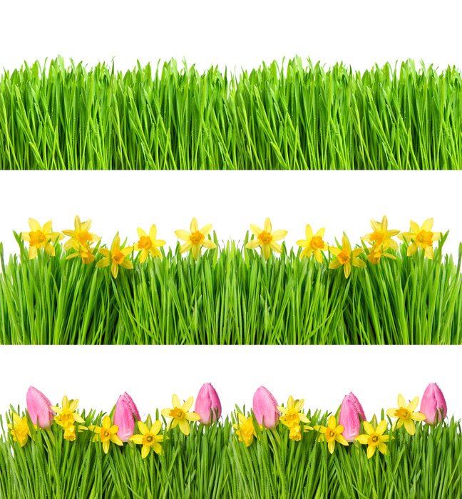 Sticker  Tulipes, jonquilles et herbe