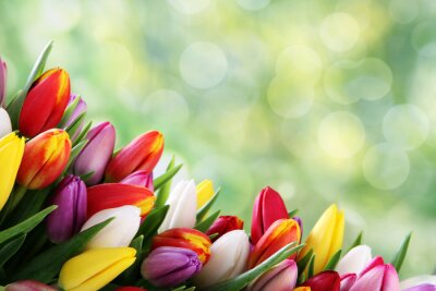 Sticker  Tulipes multicolores sur fond vert