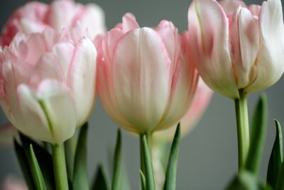 Tulipes roses