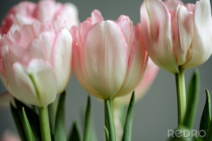 Sticker  Tulipes roses