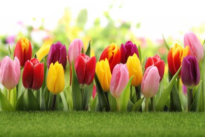 Sticker  Tulipes roses à côté des jaunes et des rouges