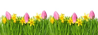 Sticker  Tulipes roses aux jonquilles