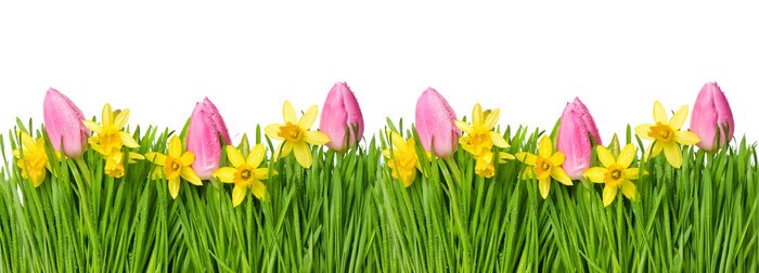 Sticker  Tulipes roses aux jonquilles