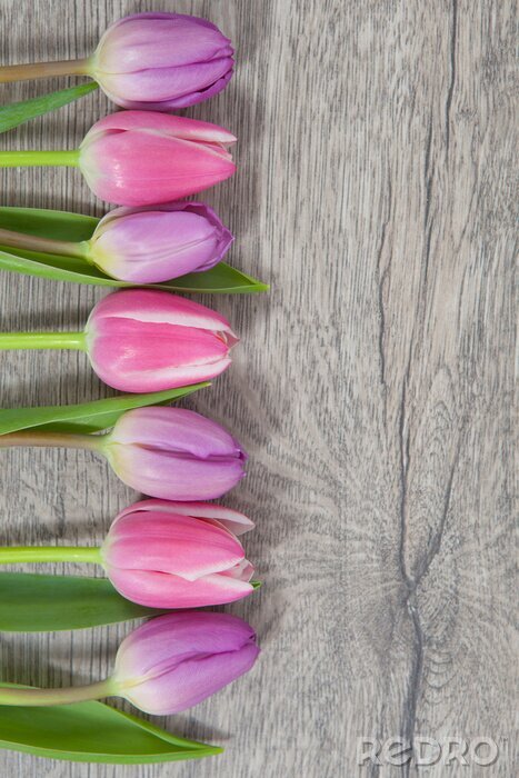 Sticker  Tulipes roses d'affilée