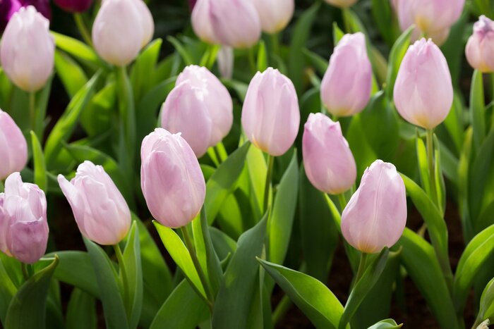 Sticker  Tulipes roses dans un champ