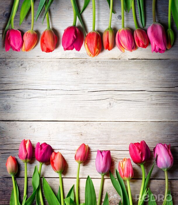 Sticker  Tulipes roses en deux rangées