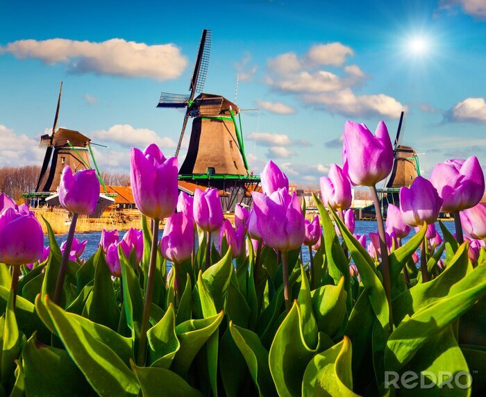 Sticker  Tulipes roses sur fond de moulins à vent