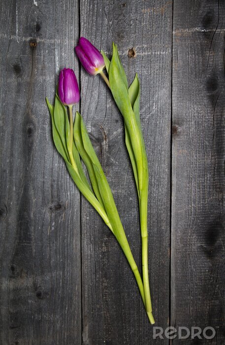 Sticker  Tulipes roses sur un fond en bois