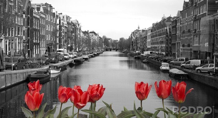 Sticker  Tulipes rouges à Amsterdam