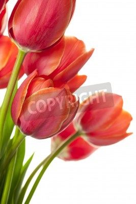 Sticker  Tulipes rouges avec les feuilles