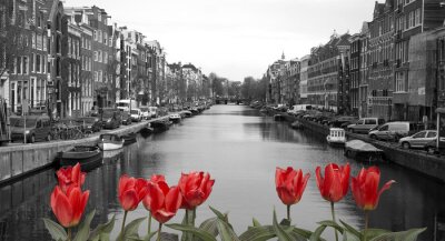 Sticker  Tulipes rouges dans amsterdam
