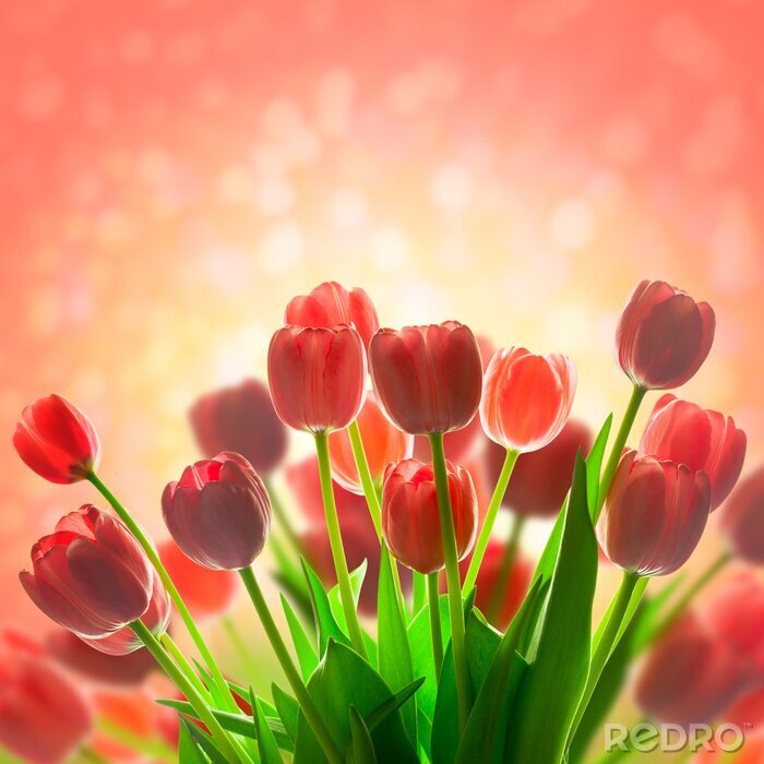 Sticker  Tulipes rouges illuminées