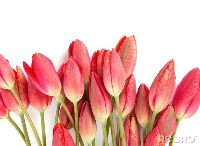 Sticker  Tulipes rouges sur fond clair
