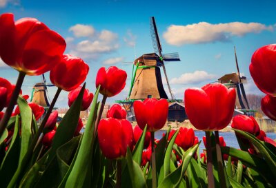 Tulipes rouges sur le fond du moulin à vent