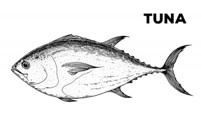Sticker  Tuna fish sketch. Hand drawn vector illustration. Seafood design element for packaging. Engraved style illustration. Can used for packaging design