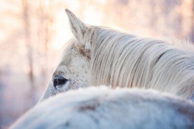 Un animal dans la forêt d'hiver