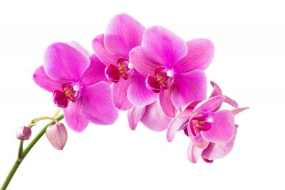 Un brin d'orchidées sur fond blanc