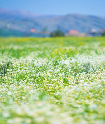 Un champ de marguerites sur un fond de montagnes