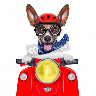Sticker  Un chien à lunettes sur un scooter rouge