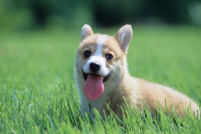 Un chien dans l'herbe