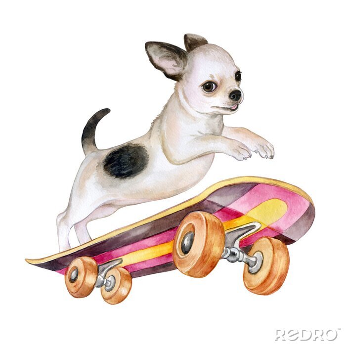 Sticker  Un chien de chihuahua sur une planche à roulettes. Chiot isolé sur fond blanc. Aquarelle. Illustration