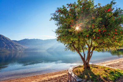 Un grand arbre dans le contexte des montagnes