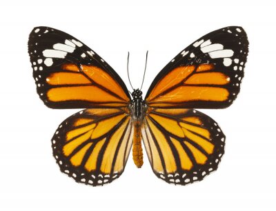Sticker  Un grand papillon aux ailes orange-noir