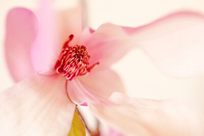 Sticker  Un gros plan du centre du magnolia