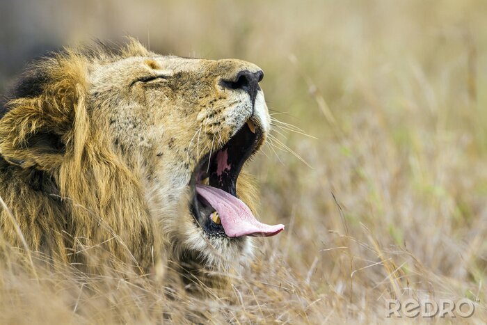 Sticker  Un lion de safari avec sa gueule grande ouverte