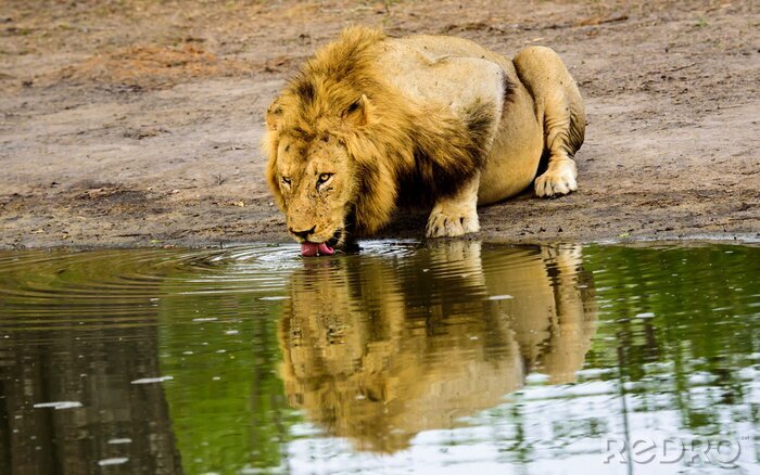 Sticker  Un lion qui boit de l'eau