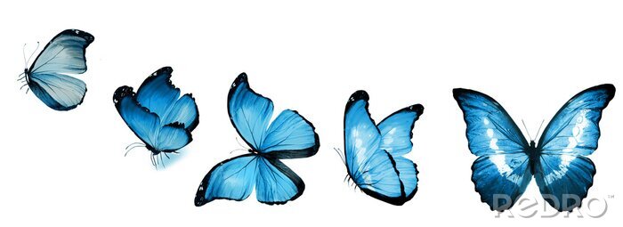 Sticker  Un papillon bleu capturé dans diverses positions