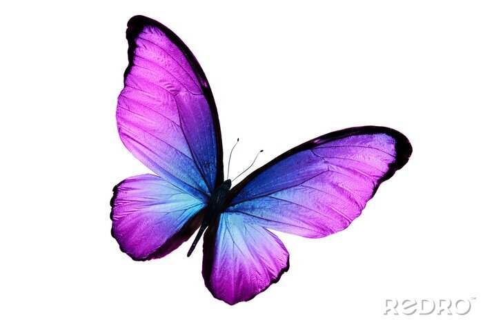 Sticker  Un papillon noir aux ailes bleu-violet