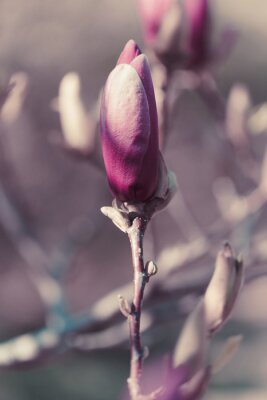 Un seul bourgeon de magnolia