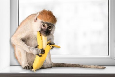 Sticker  Un singe mangeant une banane sur un rebord de fenêtre