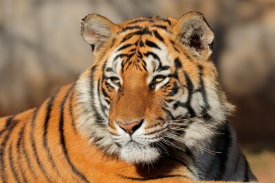 Sticker  Un tigre aux yeux plissés dans les rayons du soleil