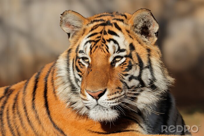 Sticker  Un tigre aux yeux plissés dans les rayons du soleil