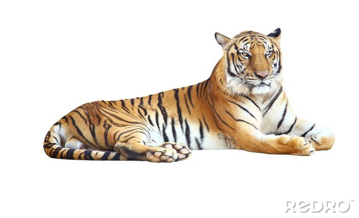 Sticker  Un tigre avec une expression menaçante et des rayures noires